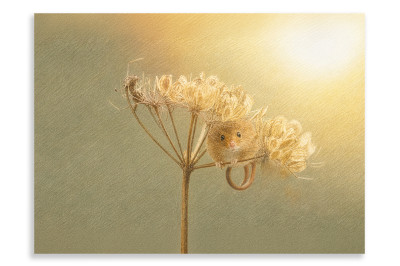 The Field Mouse - Artistic